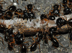 Ants eating lizard