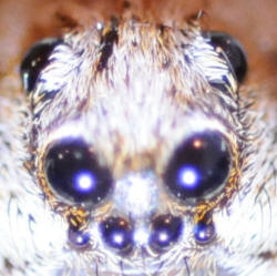 Spiders 8 eyes