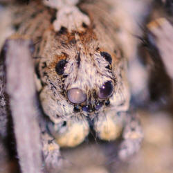 Spiders Eyes very close