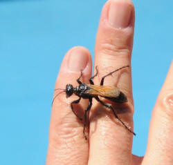 Wasp on hand