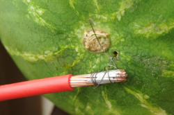 Watermelon with wire through it.