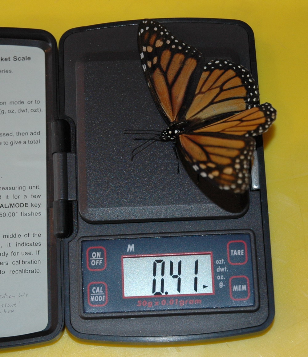 Butterfly-weight