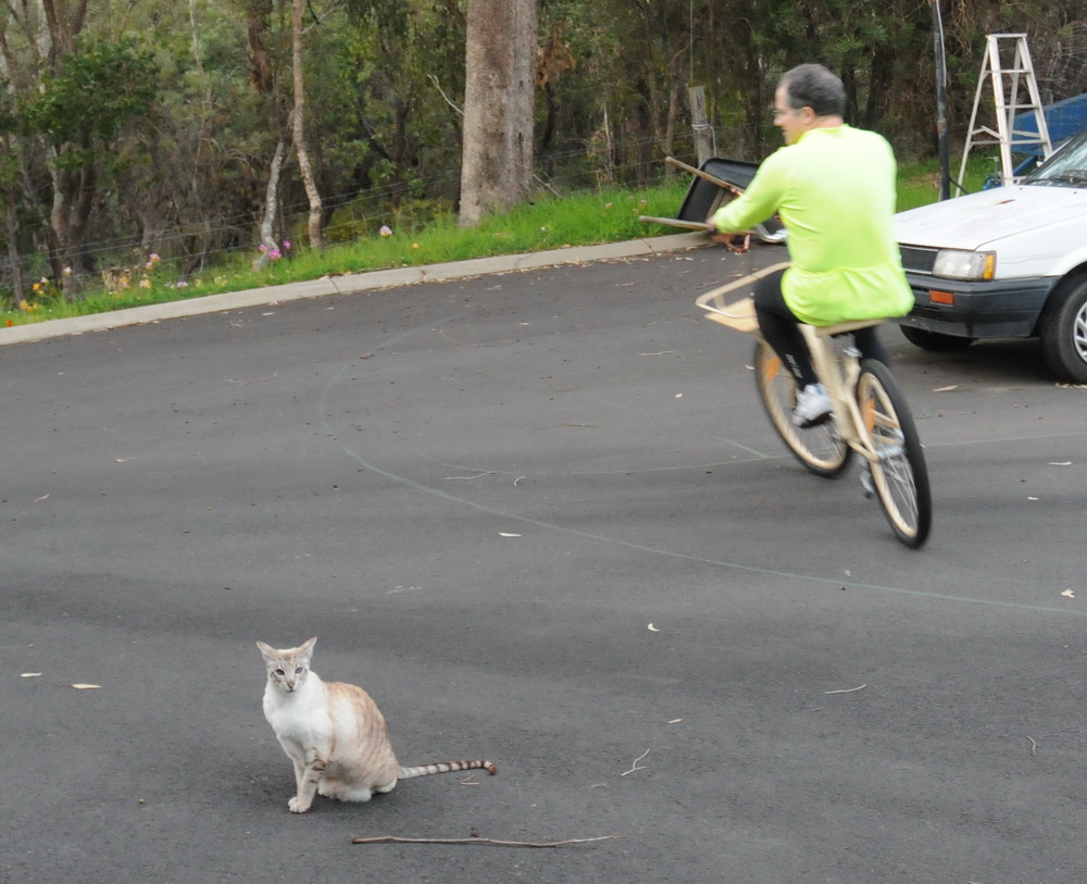 LedBike Townie Fast Cat
