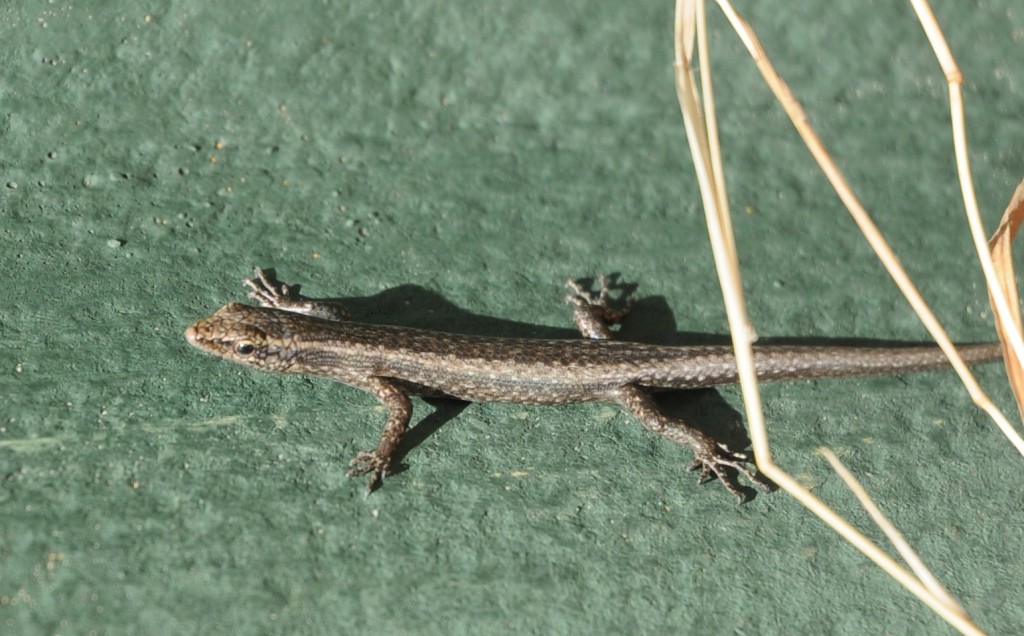 Lizard on green fence