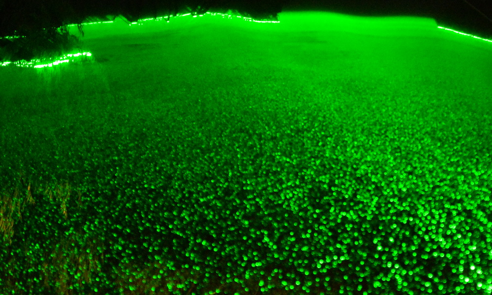 GreenCarpet1